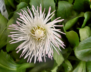 Copy of Tausendschoenchen a (1).webp