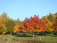 DSC00994.webp