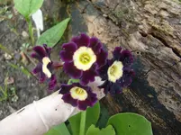 CIMG7437.webp