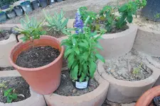 Salvia farinacea Rhea okt 12.webp