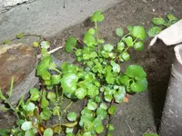 100_3280.webp