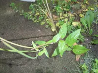 100_3289.webp