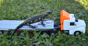 Fini per LKW in den Winterschlaf.webp Fini per LKW in den Winterschlaf.webp