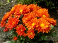 SDC15108.webp