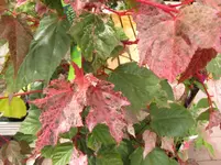 Bild 1592.webp
