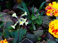 SDC15138.webp