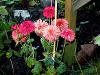 SDC15144.webp
