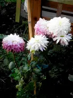 SDC15142.webp