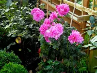 SDC15146.webp