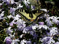 SDC14582.webp