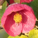 Schönmalve im Herbst.webp