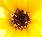 Sonnenblumenstempel.webp