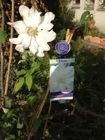 schattengarten gestalltung 23.10.2012 001.webp