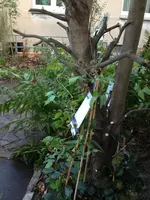 schattengarten gestalltung 23.10.2012 023.webp