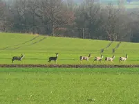 Rehe,Struth´06.webp