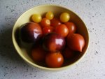 Tomatenernte23_10_12.jpg