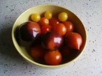 Tomatenernte23_10_12.webp