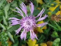 Herbst_2012_4_IMG_5072.webp
