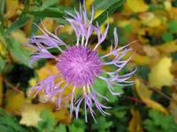 Herbst_2012_5_IMG_5073.webp