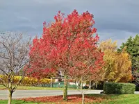 Copy of IMG_1225v.webp