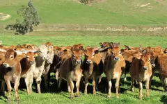 Neugier.webp Neugier.webp