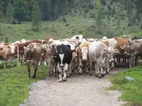 Kühe.webp Kühe.webp