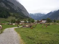 Kühe.1JPG.webp Kühe.1JPG.webp