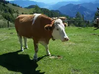 Kühe.2JPG.webp Kühe.2JPG.webp