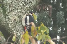 2012_1023Herbst0015.webp