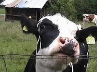 DSC00022kuh.webp DSC00022kuh.webp