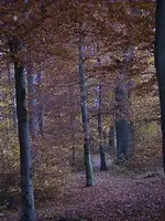 DSC00026.webp
