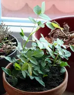 rose1.webp