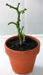 1d_eingetopft.webp