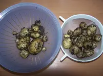 Kartoffeln.webp