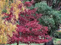 Copy of IMG_1187v.webp