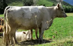 Copy of Copy of IMG_2813v.webp