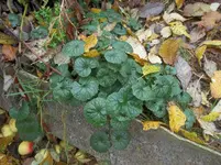 100_3294.webp