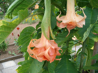ALIM3367.webp