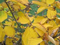 Bild 2087.webp