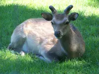 100_0052.webp