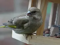 Vogel1.webp