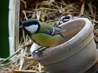 Vogel2.webp