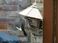 Vogel3.webp