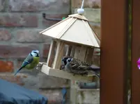 Vogel4.webp