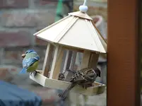 Vogel5.webp