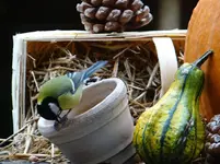 Vogel6.webp