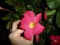 CIMG7528.webp
