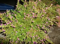 CIMG7532.webp