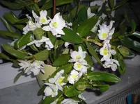 CIMG1605.webp