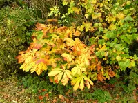 Herbstzauber_013.webp